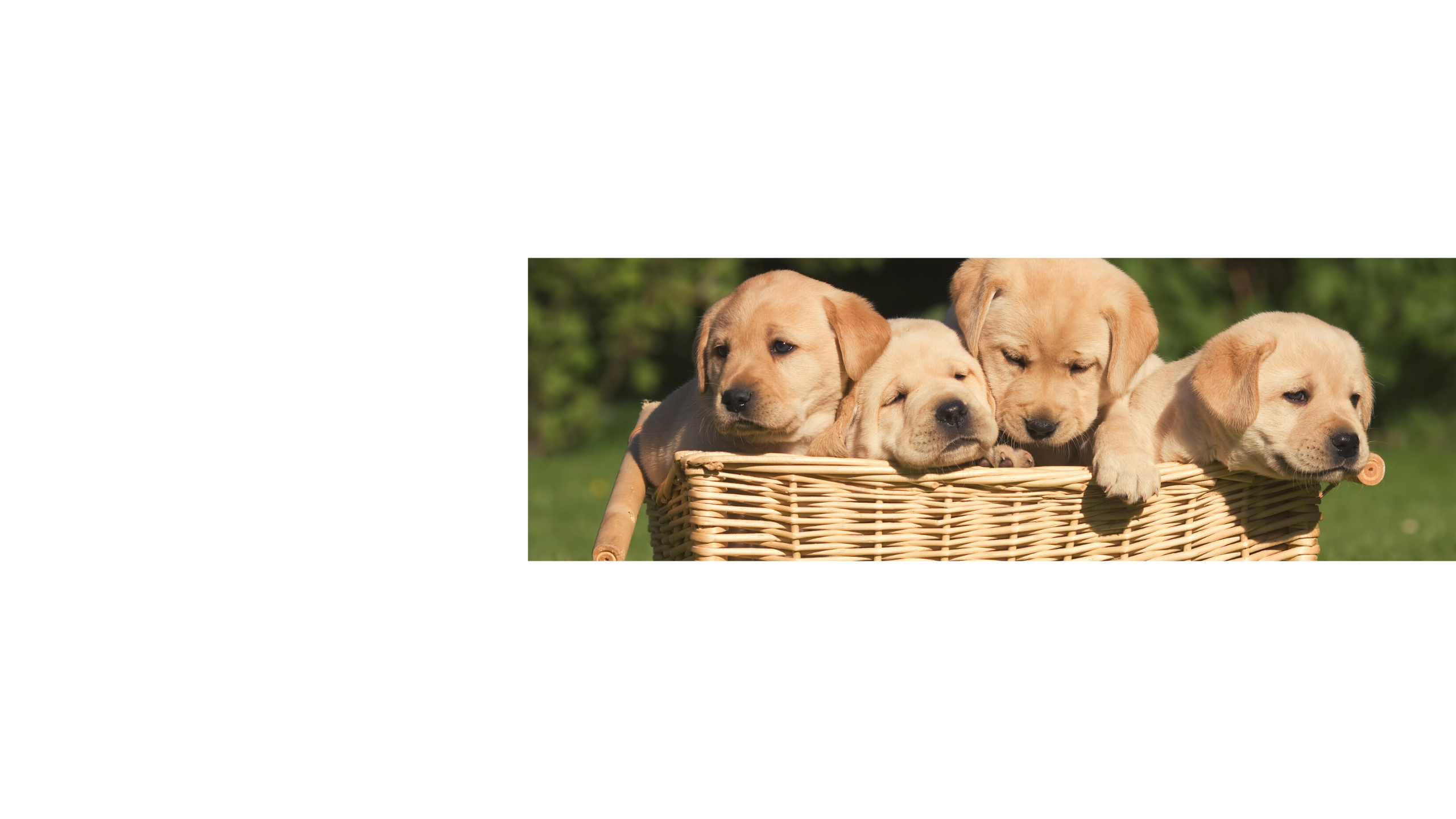 PetSpany™ Dog Nail Scratch Board