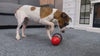 Load and play video in Gallery viewer, Petspany™ SmartPaws Feeder – Interactive IQ Toy for Pets